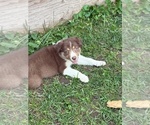 Small #6 Border Collie-Bordoodle Mix