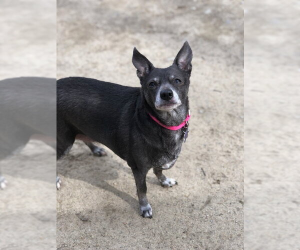 Medium Photo #3 Chihuahua-Unknown Mix Puppy For Sale in East Derry, NH, USA