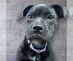 Small #7 American Pit Bull Terrier-Labrador Retriever Mix