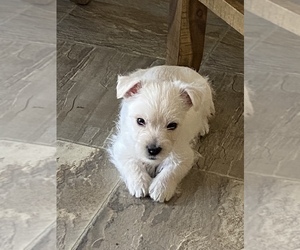 West Highland White Terrier Puppy for sale in WEST COXSACKIE, NY, USA