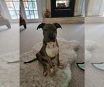 Small #12 Chinese Shar-Pei Mix