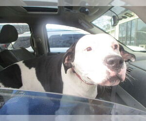 Mutt Dogs for adoption in Ocala, FL, USA