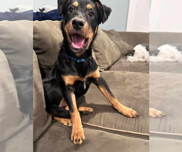 Medium Photo #4 Rotterman Puppy For Sale in New York, NY, USA
