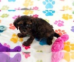 Rudy - Male Cavapoo (Miniature)-Poodle (Toy) Mix Puppy for Sale - Photo #7