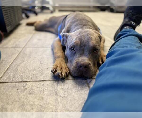 Medium Photo #1 American Staffordshire Terrier-Unknown Mix Puppy For Sale in Grand Prairie, TX, USA