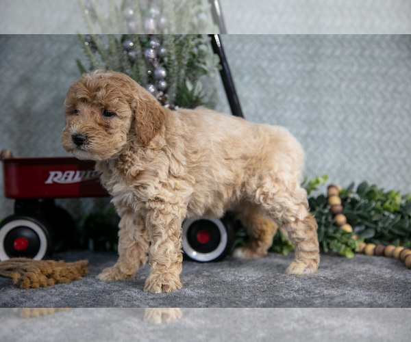 Medium Photo #7 Poodle (Miniature) Puppy For Sale in WOLCOTTVILLE, IN, USA