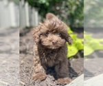 Small #2 Havanese