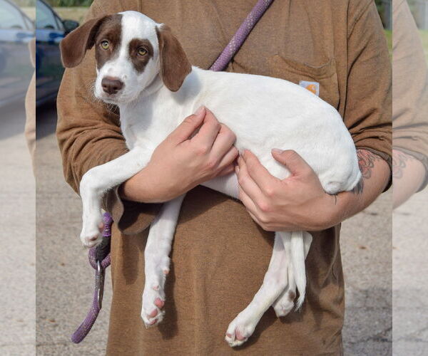 Medium Photo #2 Borador Puppy For Sale in Huntley, IL, USA