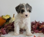Small Photo #17 Schnoodle (Miniature) Puppy For Sale in GOSHEN, IN, USA