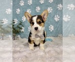 Small #2 Pembroke Welsh Corgi