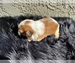 Small Photo #15 Shih Tzu Puppy For Sale in HAYWARD, CA, USA