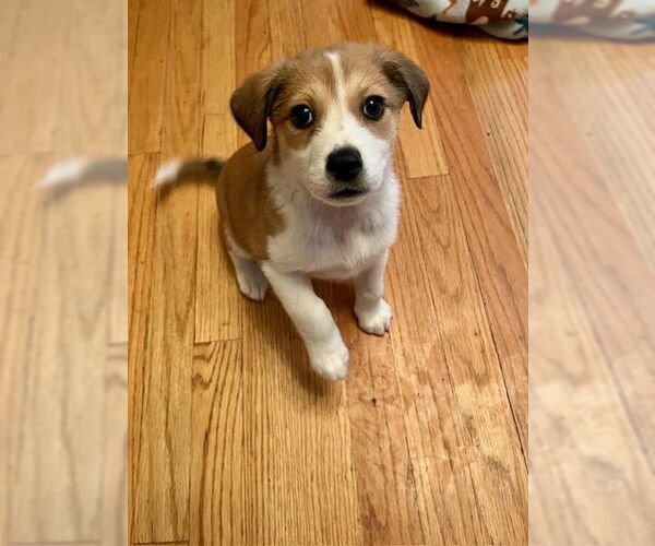 Medium Photo #4 Beagle-Great Pyrenees Mix Puppy For Sale in Plainfield, IL, USA