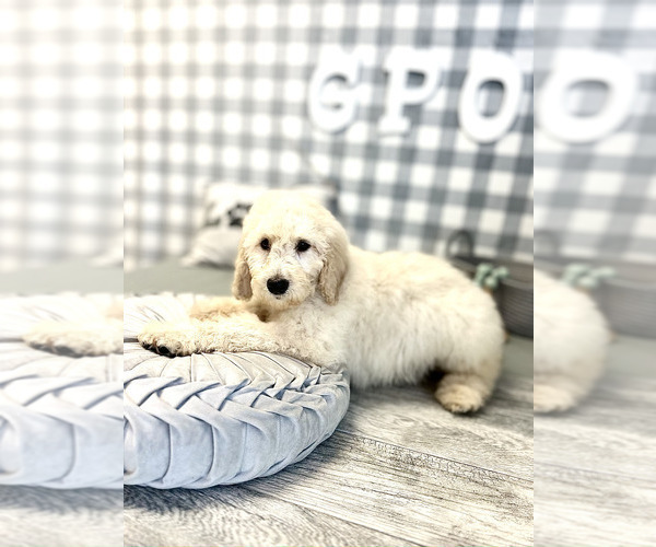 Medium Photo #1 Australian Cattle Dog-Poodle (Standard) Mix Puppy For Sale in MARIETTA, GA, USA