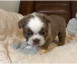 Joey Fluffy - Male French Bulldog Puppy for Sale - Photo #6