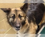 Small German Shepherd Dog Mix