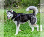 Small #2 Siberian Husky
