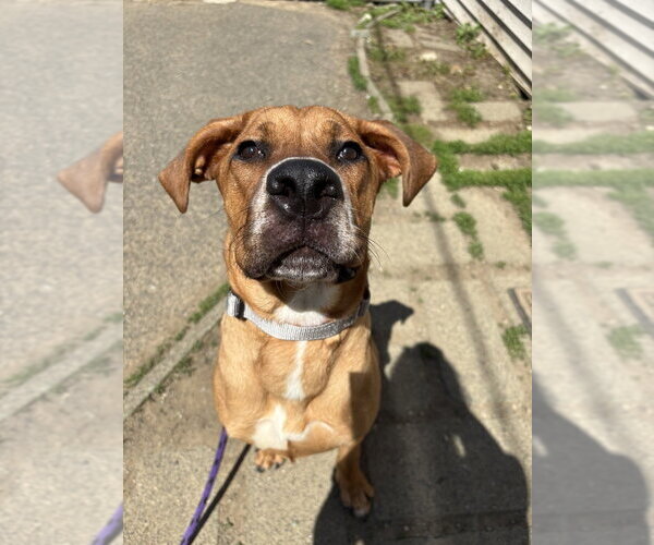 Medium Photo #4 Great Dane-Labrador Retriever Mix Puppy For Sale in Brewster, NY, USA