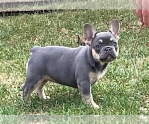 French Bulldog Puppy for sale in PITTSBURGH, PA, USA