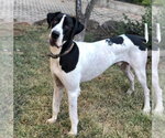 Small Great Dane