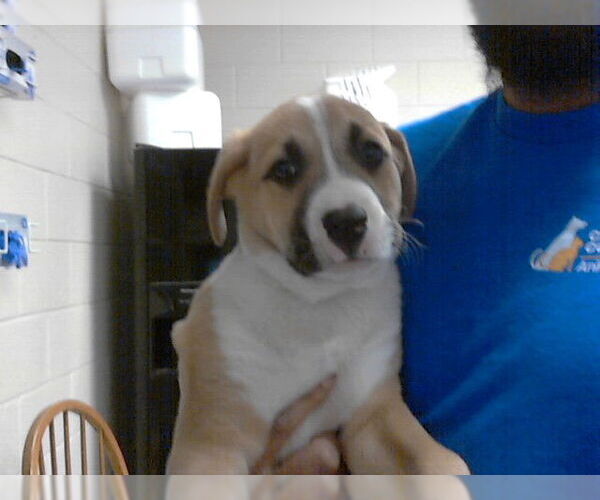Medium Photo #1 Great Pyrenees-Unknown Mix Puppy For Sale in Fayetteville, NC, USA