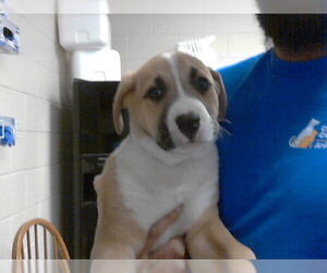 Great Pyrenees-Unknown Mix Dogs for adoption in Fayetteville, NC, USA
