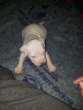 Medium Photo #32 American Pit Bull Terrier Puppy For Sale in GRIFFIN, GA, USA