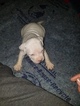 Small Photo #32 American Pit Bull Terrier Puppy For Sale in GRIFFIN, GA, USA