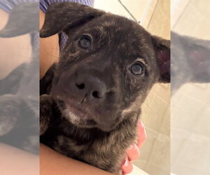 American Pit Bull Terrier-Unknown Mix Dogs for adoption in Oklahoma City, OK, USA