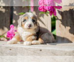 Puppy Sweetie Miniature Bernedoodle