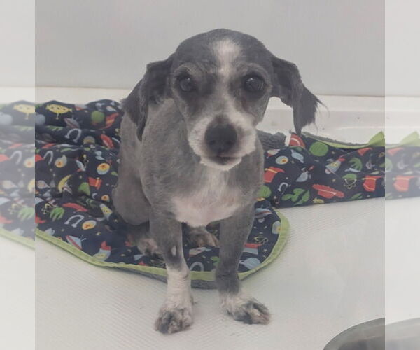 Medium Photo #1 Malchi Puppy For Sale in Chico, CA, USA