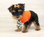 Small #5 Yorkshire Terrier