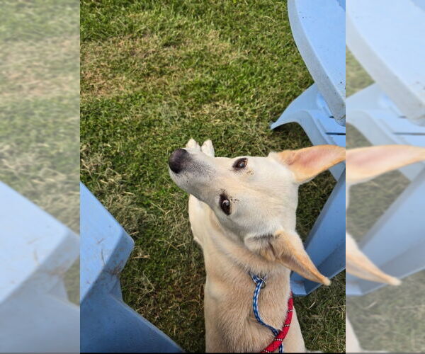 Medium Photo #6 Huskies -white german shepherd Mix Puppy For Sale in Winston Salem, NC, USA
