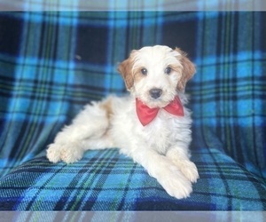 Cavapoo Puppy for sale in LAKELAND, FL, USA