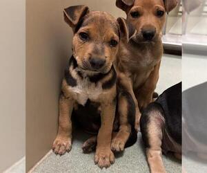 German Shepherd Dog Dogs for adoption in Placerville, CA, USA