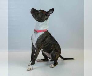Rockette - Female Bull-Boxer Dog for Adoption - Photo #5