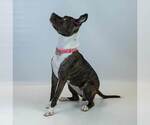 Small #5 Bull-Boxer