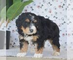 Small #1 Bernedoodle (Miniature)