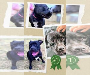 American Staffordshire Terrier-Labrador Retriever Mix Dogs for adoption in columbia, SC, USA