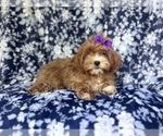 Small #3 ShihPoo