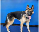 Small #1 German Shepherd Dog Mix