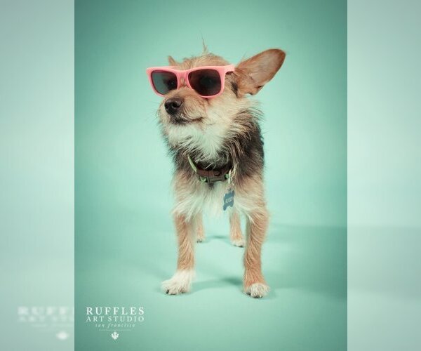 Medium Photo #3 Australian Terrier-Unknown Mix Puppy For Sale in Milpitas, CA, USA