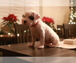 Small Photo #31 Dogo Argentino Puppy For Sale in MODESTO, CA, USA