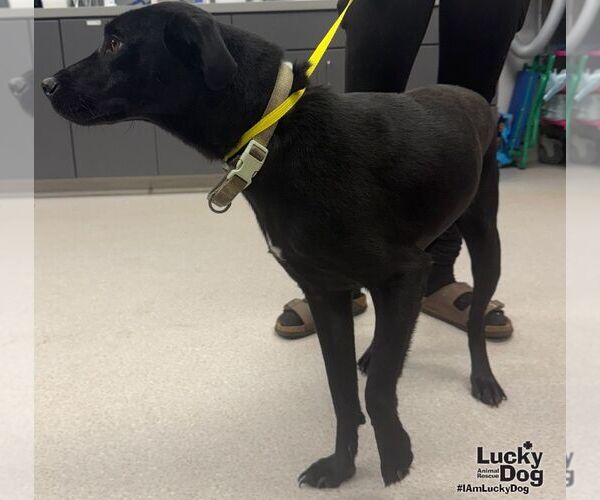 Medium Photo #3 Labrador Retriever-Unknown Mix Puppy For Sale in Washington, DC, USA