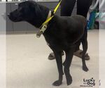 Small #2 Labrador Retriever Mix