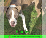 Small #4 American Bulldog Mix