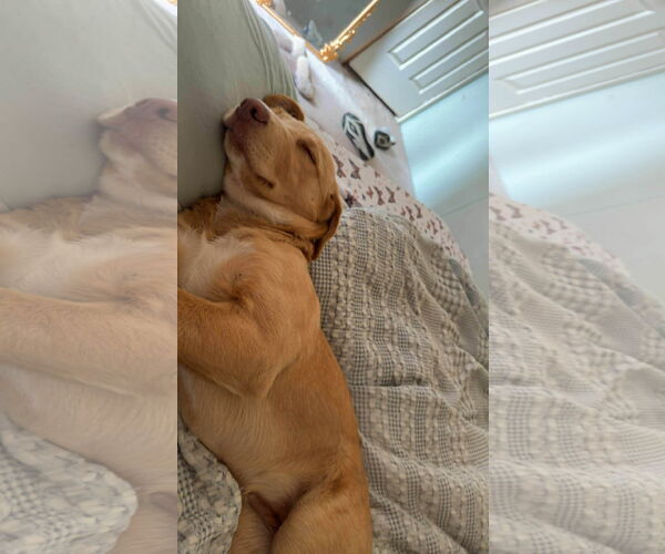 Medium Photo #3 Golden Labrador Puppy For Sale in Mobile, AL, USA