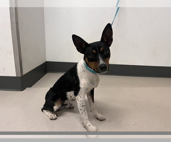 Medium Photo #1 Mutt Puppy For Sale in Corona, CA, USA