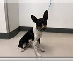Small Mutt