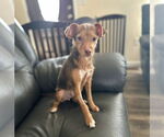 Small #2 Chihuahua Mix