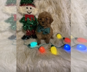 Goldendoodle (Miniature) Puppy for sale in BEECH GROVE, IN, USA